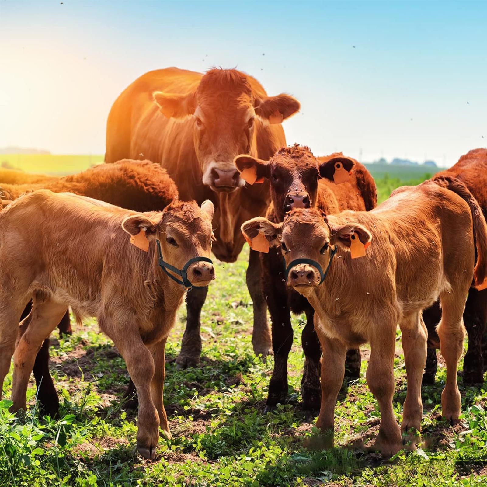 Cattle Halter Cattle Training  - Heavy Equipment Yard recension och pris