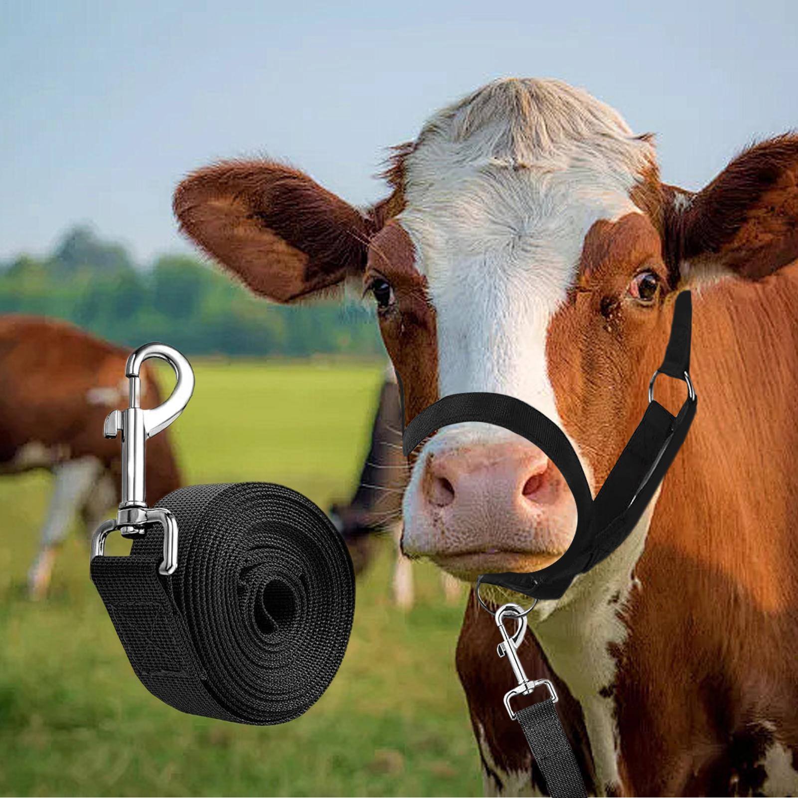 Cattle Halter Cattle Training  - Heavy Equipment Yard recension och pris