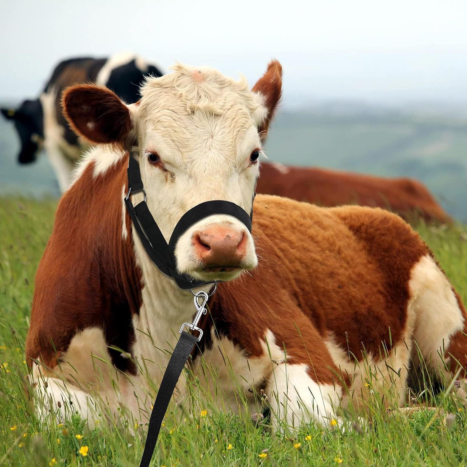 Cattle Halter Cattle Training  - Heavy Equipment Yard recension och pris